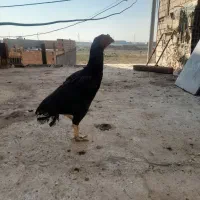 مرغ لاری|حیوانات مزرعه|پاکدشت, پاکدشت (مامازند)|دیوار