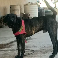 سگ دو رگ افغان معاوضه|سگ|سیرجان, |دیوار