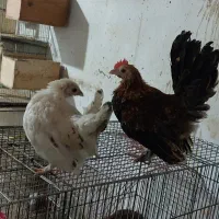 جوجه ابریشمی ومرغ محلی