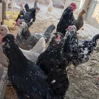 تخم‌مرغ گلین نطفه دار