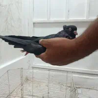 جفت کله ای طوقی وماده سیاه|پرنده|اهواز, آریاشهر|دیوار