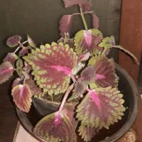 سرایدار هستم طرقبه