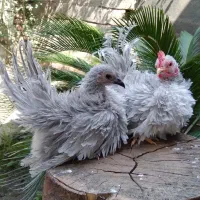 مرغ و خروس زینتی