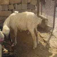 فروش ۶تا کولار و بز جوان ترکی و شیشک