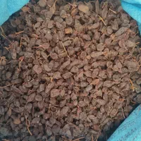 فروش کشمش و مویز(سیاه و رطبی)بش|خوردنی و آشامیدنی|شیراز, گویم|دیوار