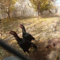 سلام  ۷ عدد جوجه اوشامو|حیوانات مزرعه|طرقبه, |دیوار