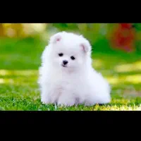 واگزاری سگ قبول میکنم