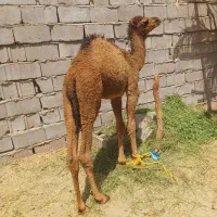 شتر نر  چاق فروشی