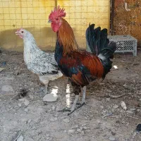 مرغ و خروس بالغ اصیل