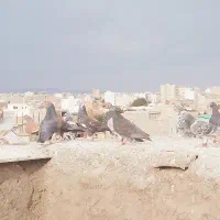 فروش ۱۵ عدد آلمانی زد خوردی سبز و سار و ابگول