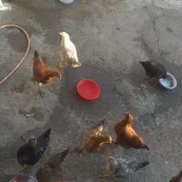 22000000|حیوانات مزرعه|ماکو, |دیوار
