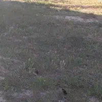 زمین سلطان آباد|فروش زمین و ملک کلنگی|شیراز, سلطان آباد|دیوار