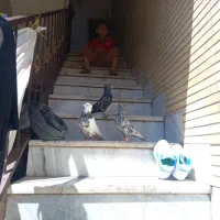 کبوتر رنگیی