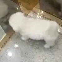 سگ پامر اشتپیز|سگ|بندرعباس, |دیوار