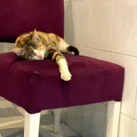 گربه