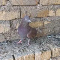 ماده کفتر سرخ