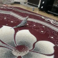 جوجه عروس هلندی