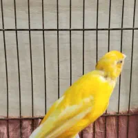 قناری نر مست