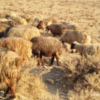 52راس میش آبستن  وبرداربایک راس قوچ