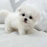 پودل فرفری|سگ|اهواز, ۲۰۰۰واحدی|دیوار