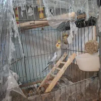 پرنده