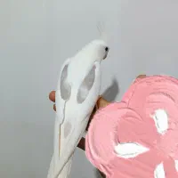 عروس دوکت البینو کلکسیونی