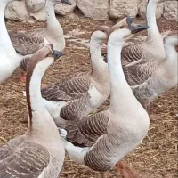 قوغاز افریقایی