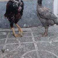 فروش مرغ و خروس لاری