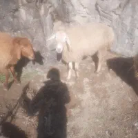 قوچ دامازدخ