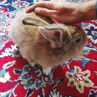 خرگوش|موش و خرگوش|مینودشت, |دیوار
