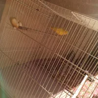 قناری نر بخون