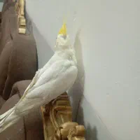 عروس هلندی نر