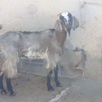 بز داشتی چاق|حیوانات مزرعه|کازرون, |دیوار