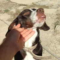 پوینتر میکس|سگ|کلاله, |دیوار