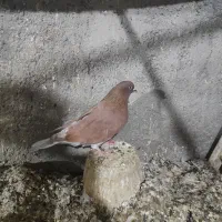 اوچان نر|پرنده|اردبیل, |دیوار