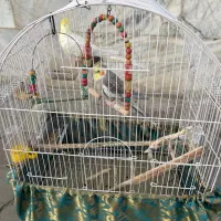 یک جفت عروس هلندی با لوازم وقفس تاب مرتب