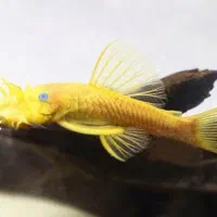 ۲عدد پوزه بوته ای باله کوتاه