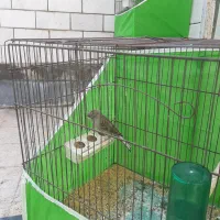 انواع قناری|پرنده|بندر ماهشهر, |دیوار