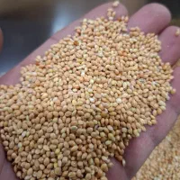 ارزن روس (آستارا) درجه 1