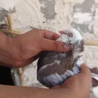 کبوتر شازده
