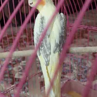 عروس هلندی