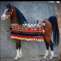مادیان سه سال کره صمصام