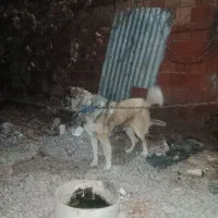 سگ نگهبان جلب ضمانتی گیرندگی