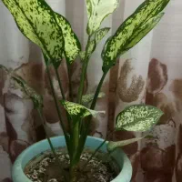 انواع گل فقط ۱۵تومن به علت کمبود جا