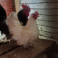 یک جفت مرغ خروس جاپنیز