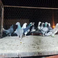 دسته فروشی|پرنده|شیراز, شهرک گلها|دیوار