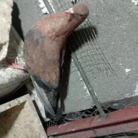 کبوتر|پرنده|زاهدان, |دیوار