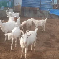 فروش بز نژاد سانن|حیوانات مزرعه|نوشین شهر, |دیوار