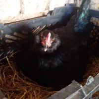 جوجه نژاد گلین|حیوانات مزرعه|نکا, |دیوار