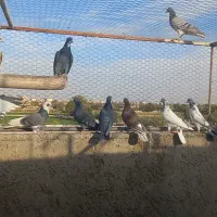 کبوتر تهرونی ماده برای گرو|پرنده|اصفهان, طاحونه|دیوار